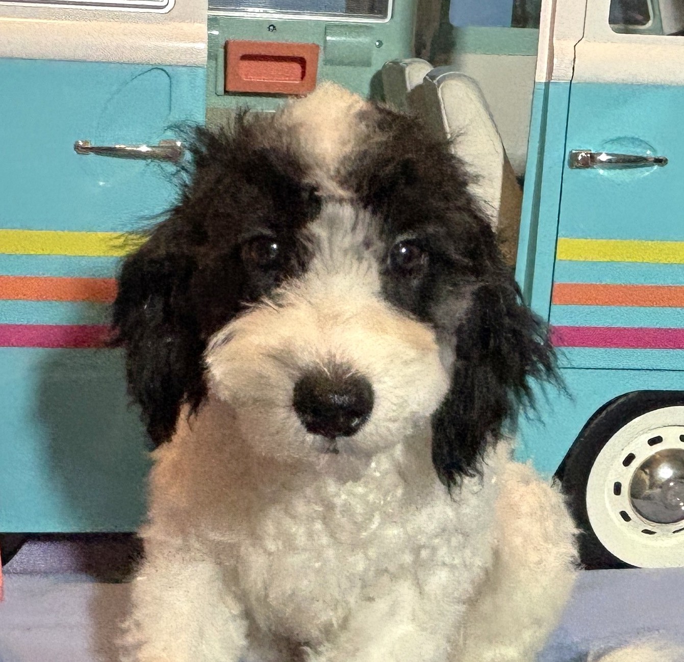 TRITON – Miniature Schnoodle NOW $2000