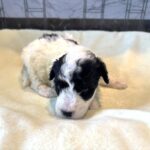 TRITON – Miniature Schnoodle $2300