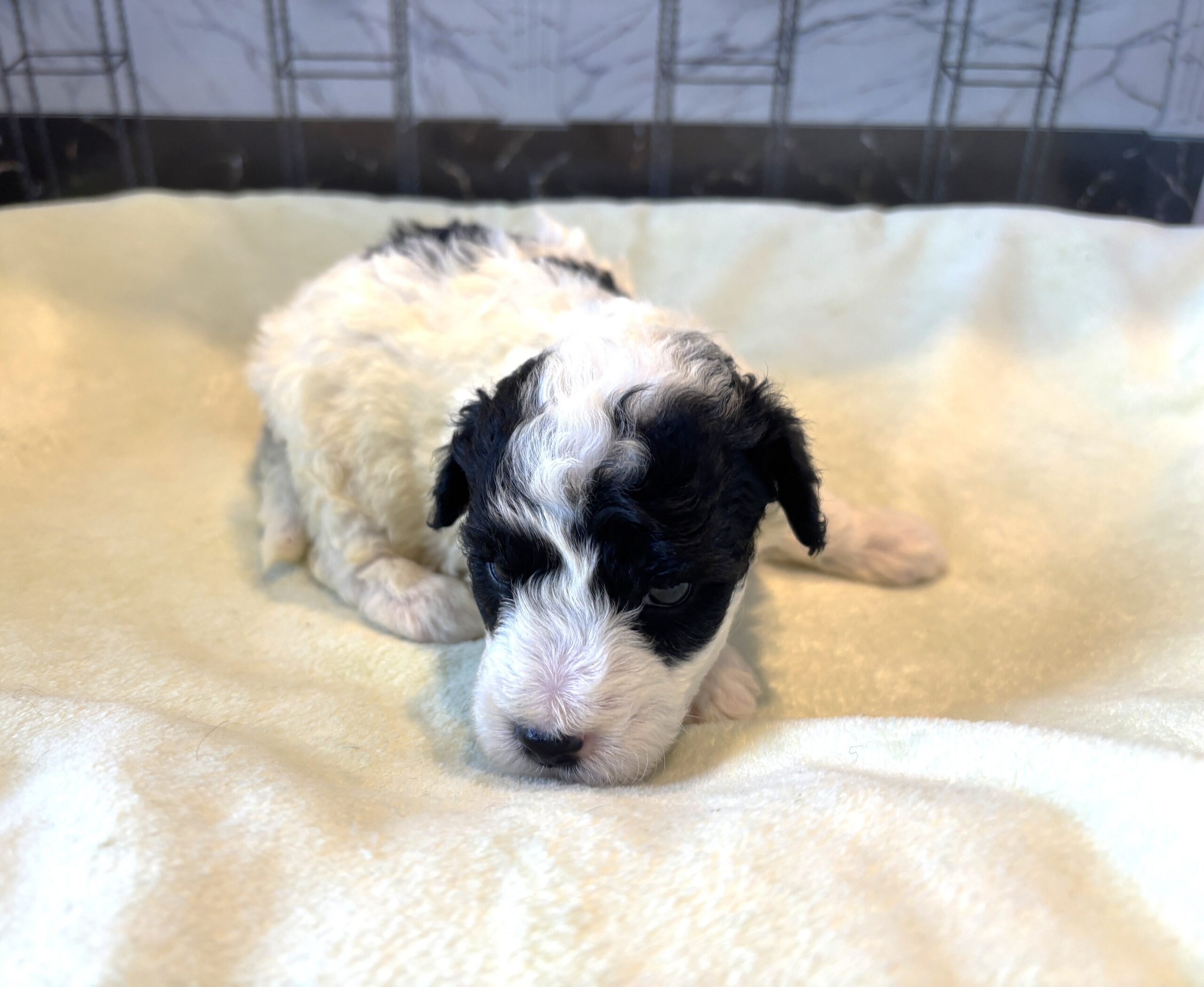 TRITON – Miniature Schnoodle $2300