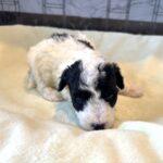 TRITON – Miniature Schnoodle $2300