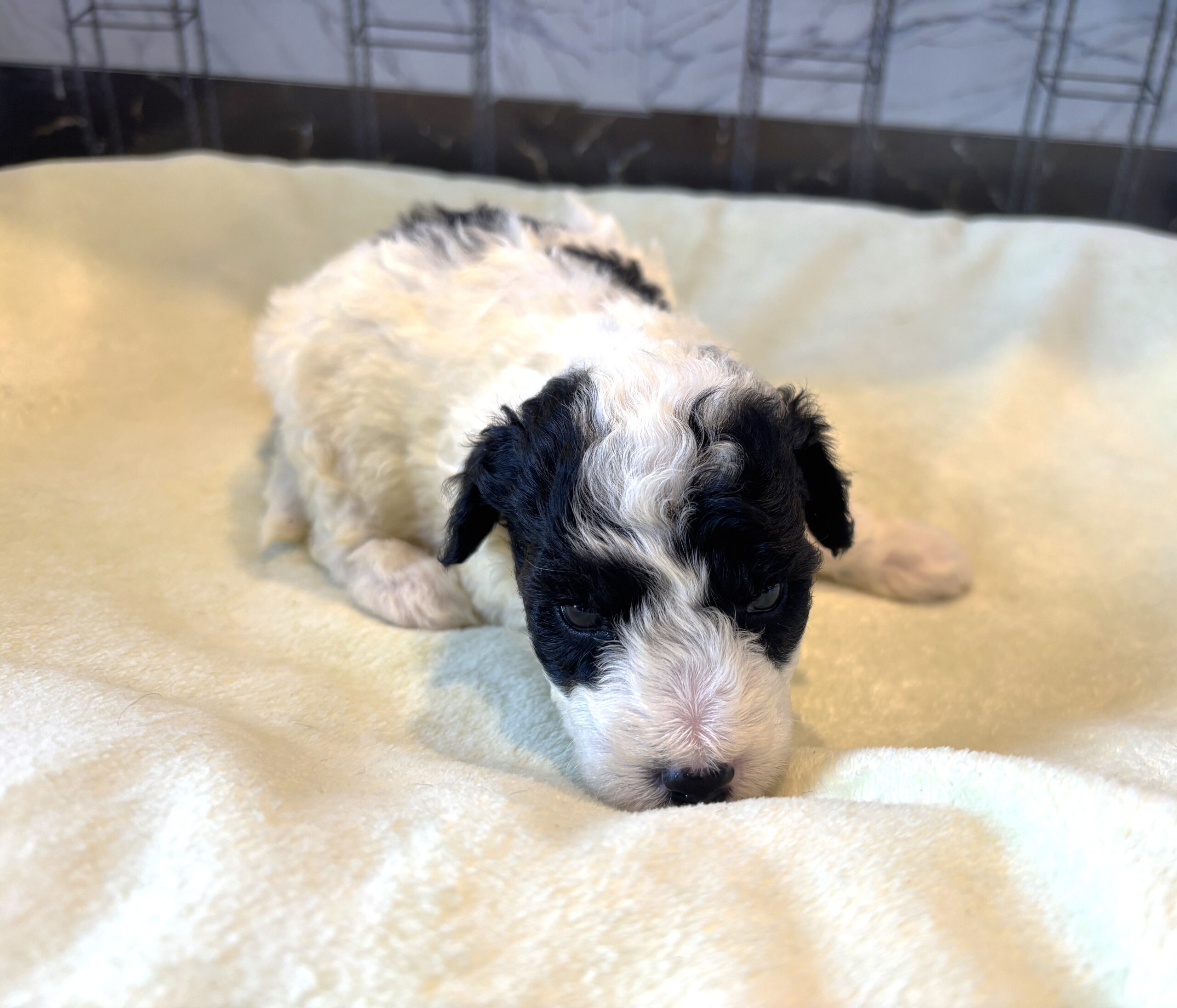 TRITON – Miniature Schnoodle $2300