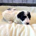 TRITON – Miniature Schnoodle $2300