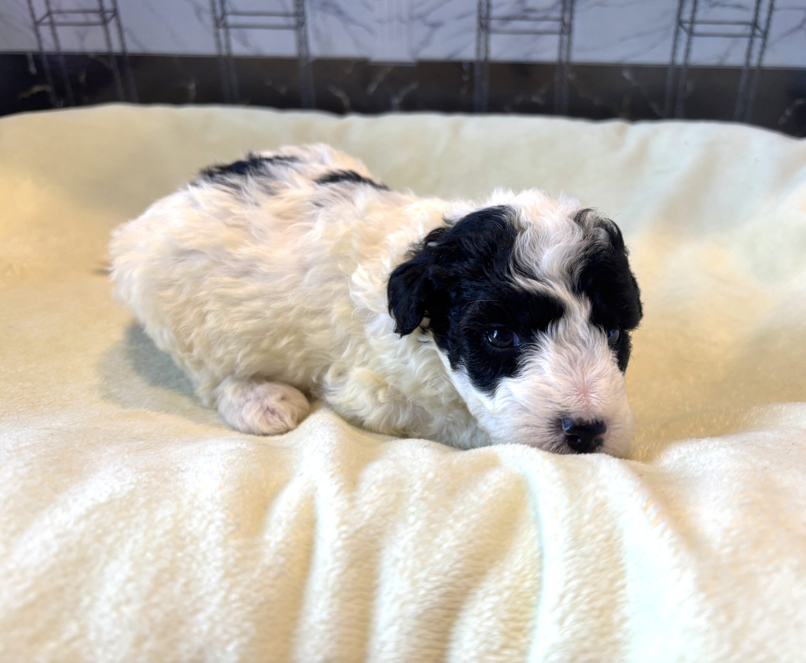 TRITON – Miniature Schnoodle $2300