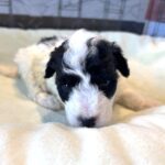 TRITON – Miniature Schnoodle $2300