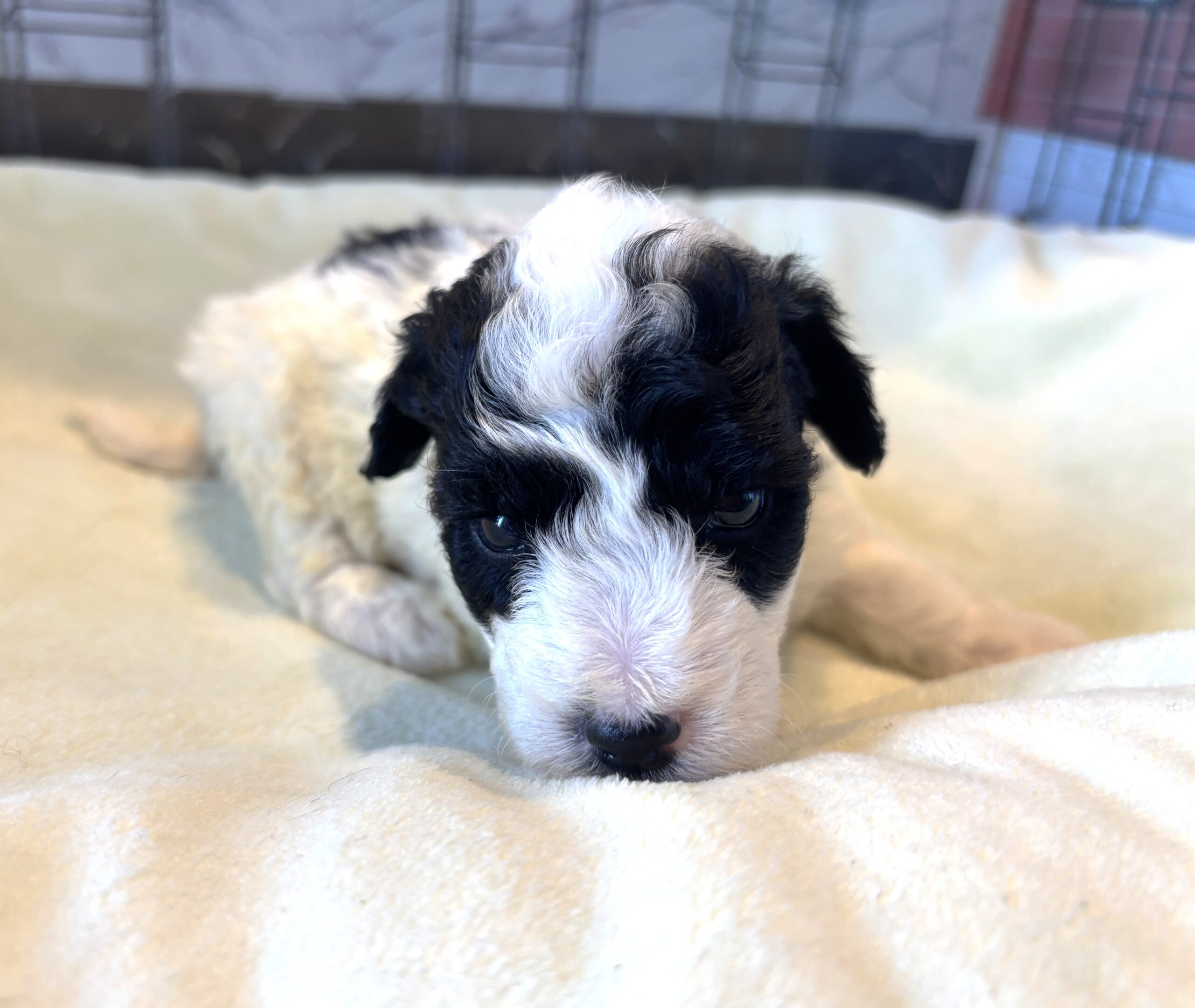 TRITON – Miniature Schnoodle $2300