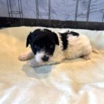 ZEUS – Miniature Schnoodle $2300