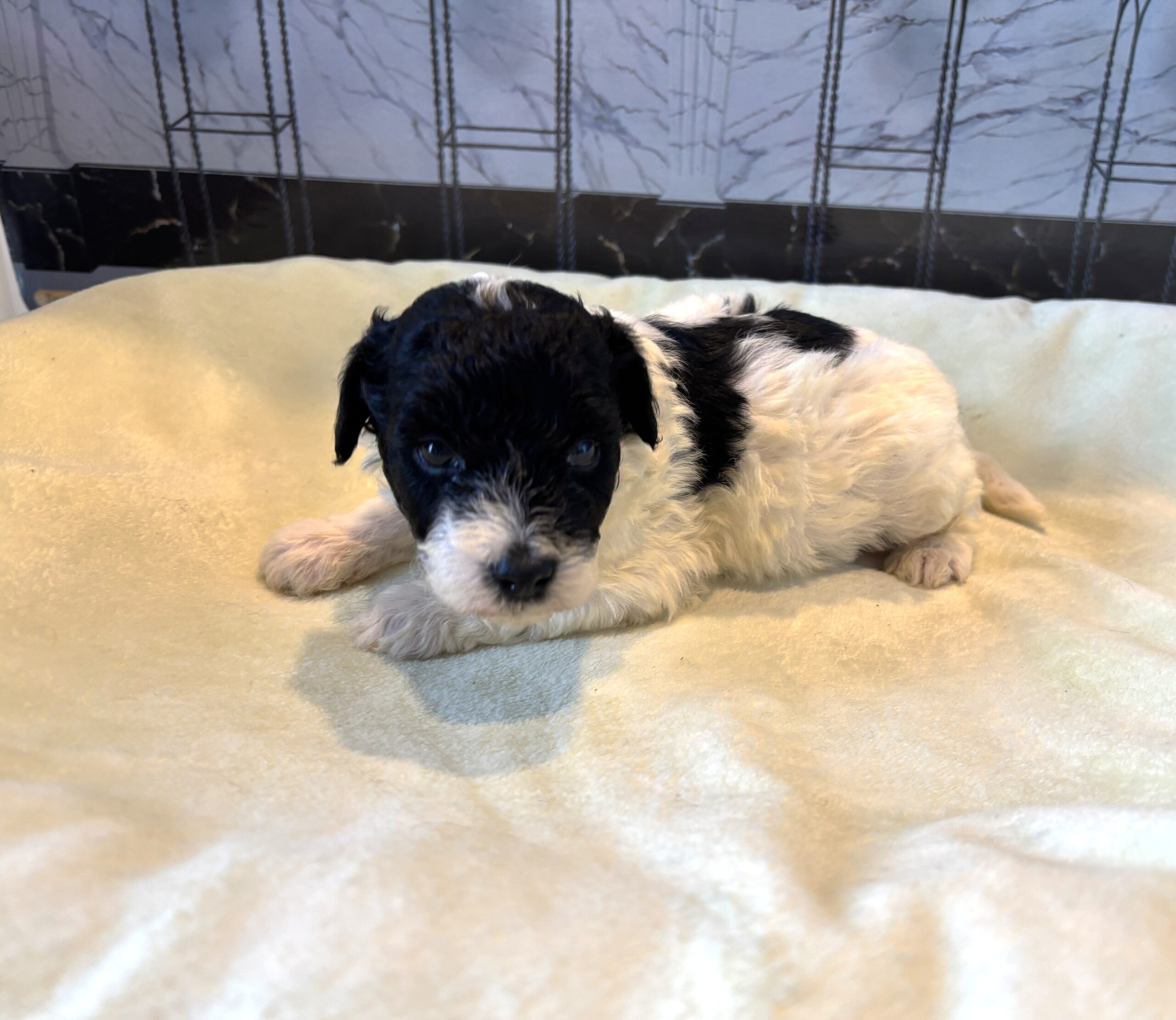 ZEUS – Miniature Schnoodle $2300