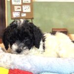ZEUS – Miniature Schnoodle $2300