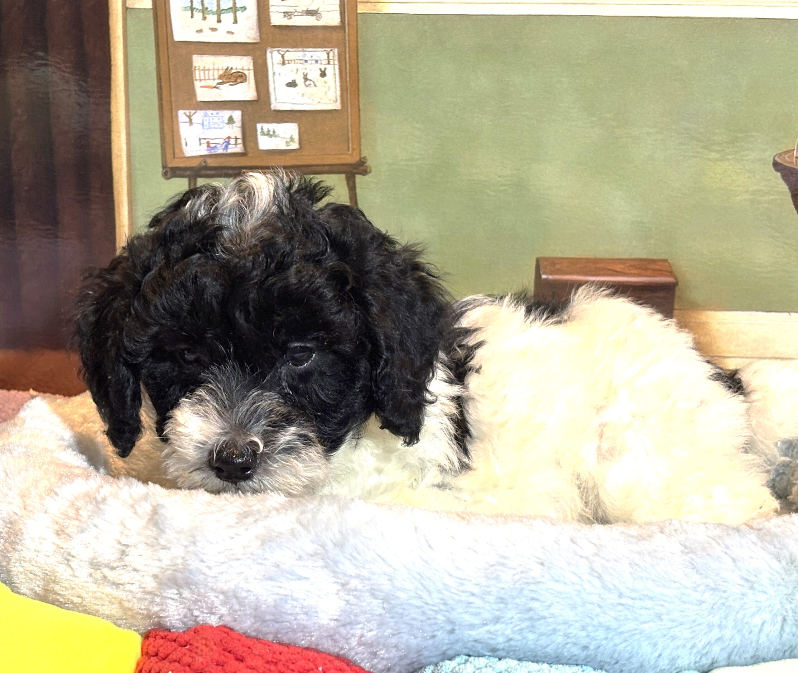 ZEUS – Miniature Schnoodle $2300