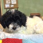 ZEUS – Miniature Schnoodle $2300