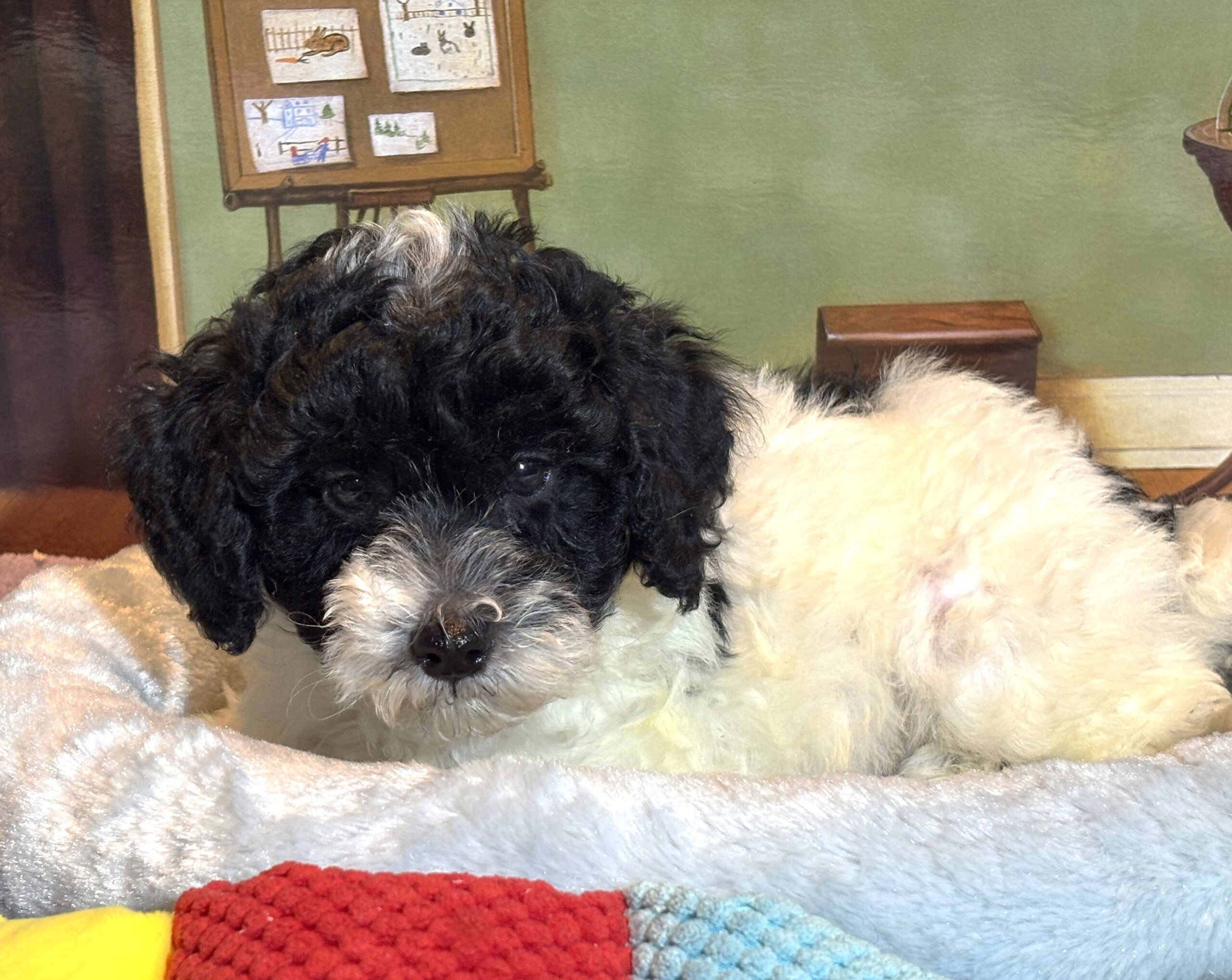ZEUS – Miniature Schnoodle $2300