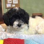 ZEUS – Miniature Schnoodle $2300
