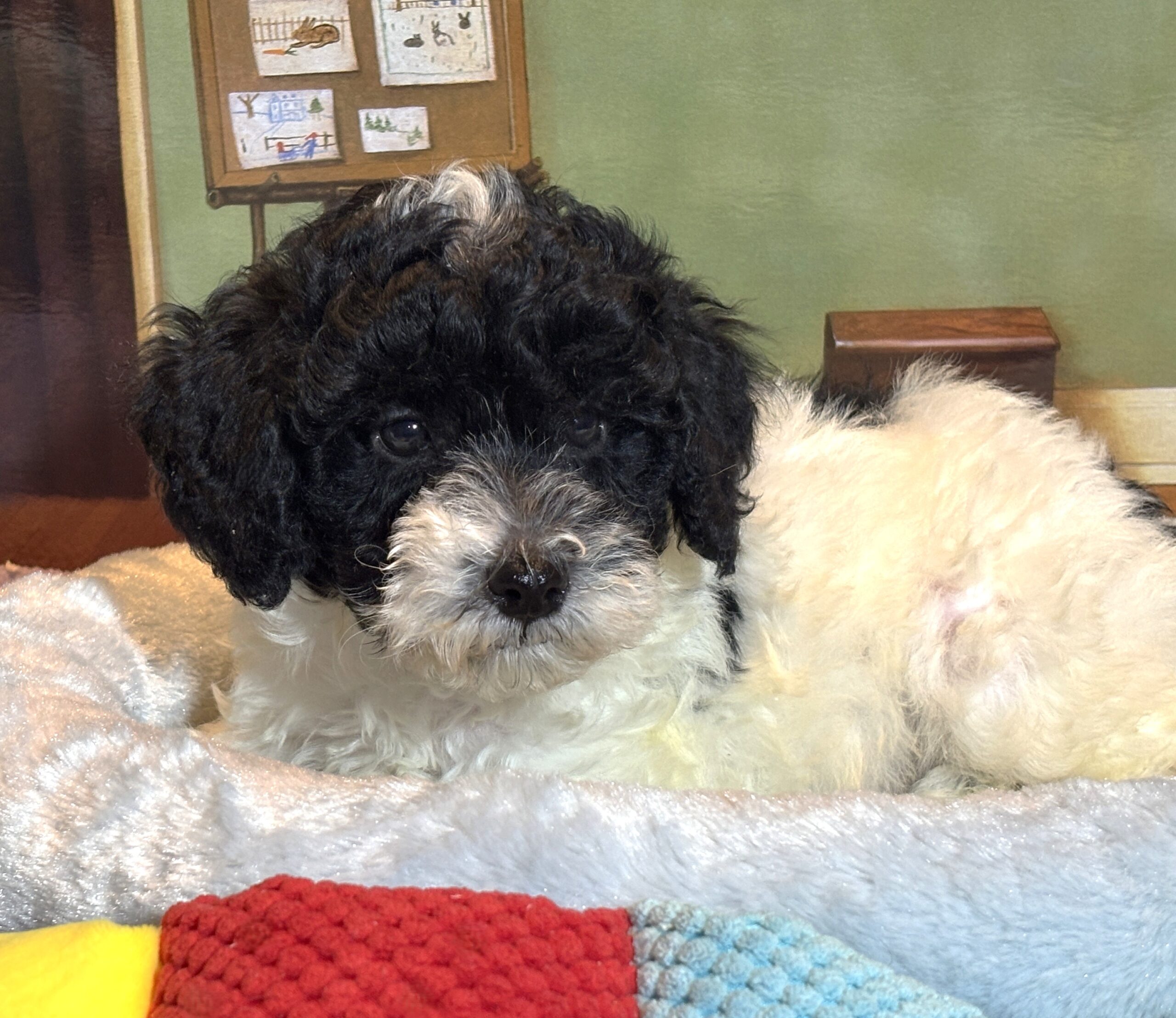 ZEUS – Miniature Schnoodle $2300