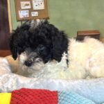 ZEUS – Miniature Schnoodle $2300