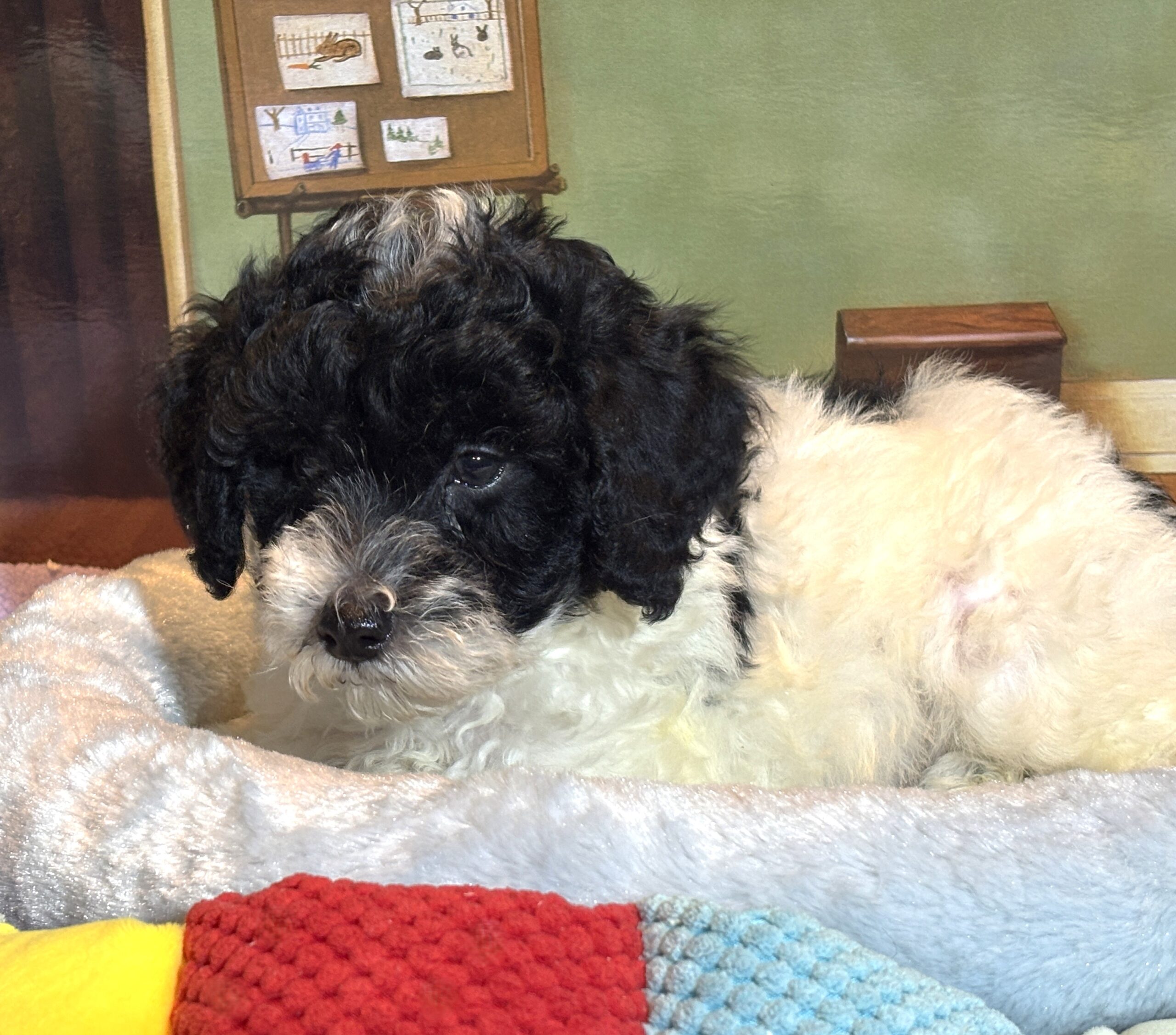 ZEUS – Miniature Schnoodle $2300