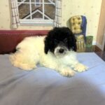 ZEUS – Miniature Schnoodle $2300