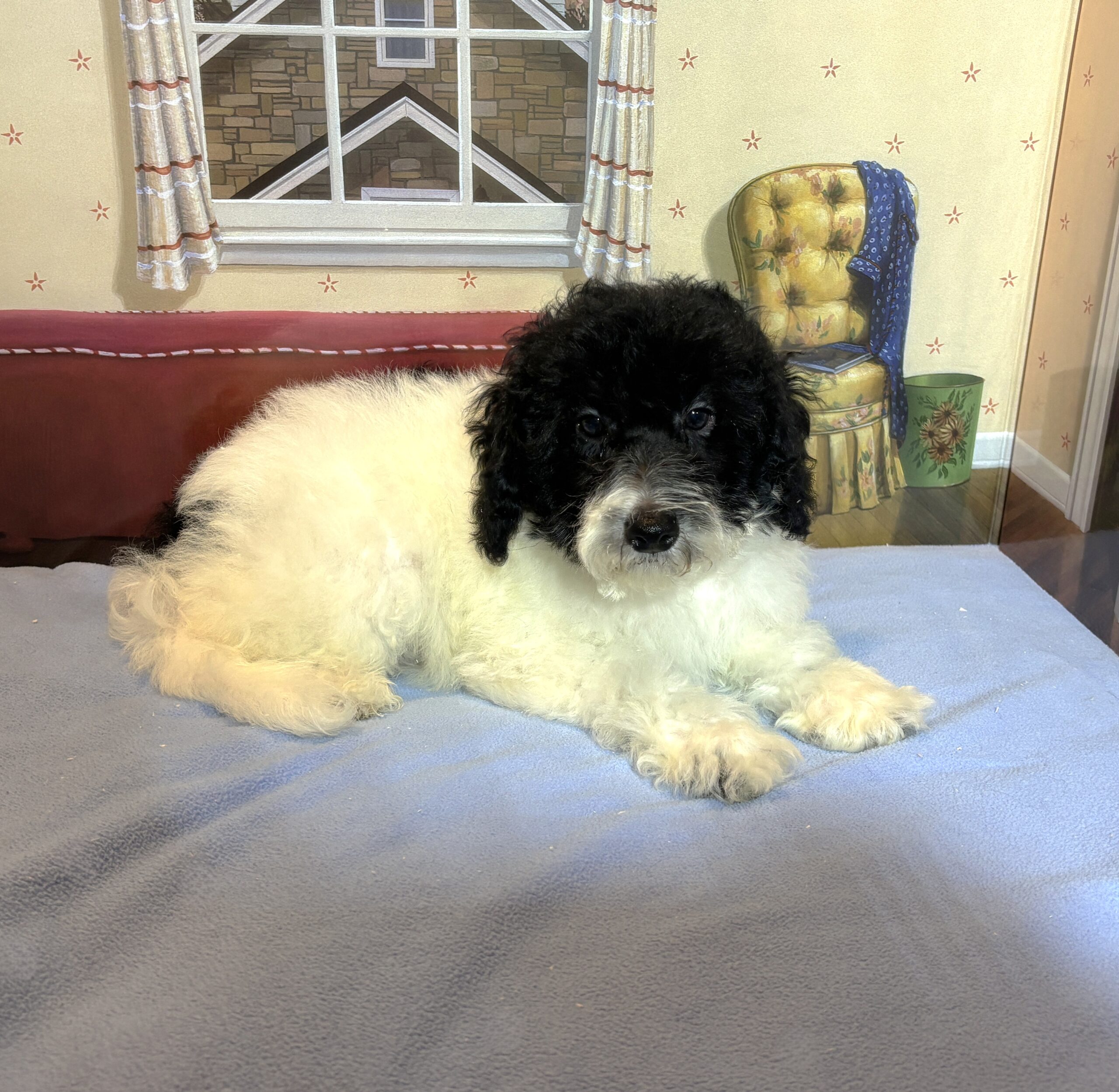 ZEUS – Miniature Schnoodle $2300