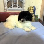 ZEUS – Miniature Schnoodle $2300