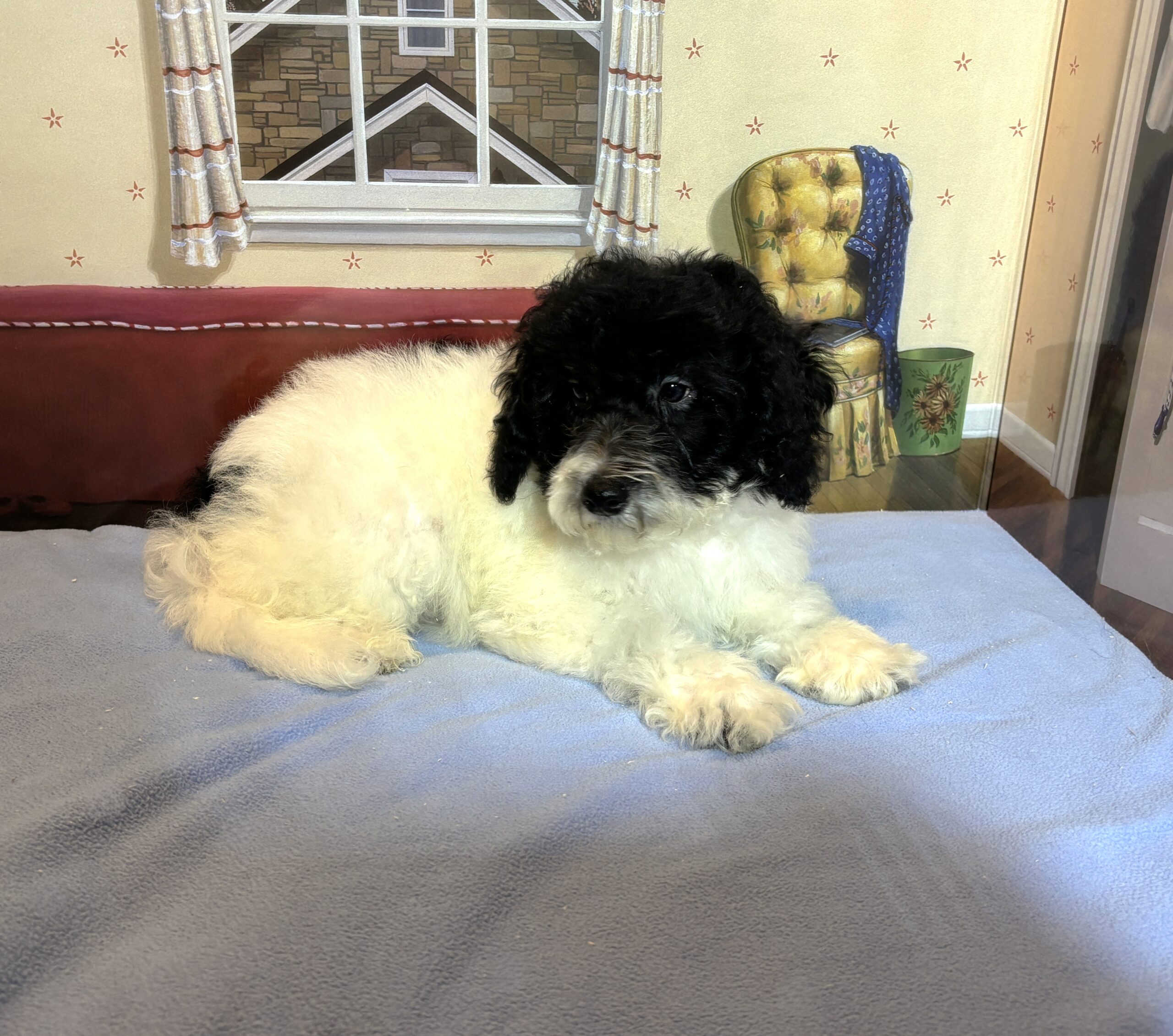 ZEUS – Miniature Schnoodle $2300