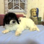 ZEUS – Miniature Schnoodle $2300