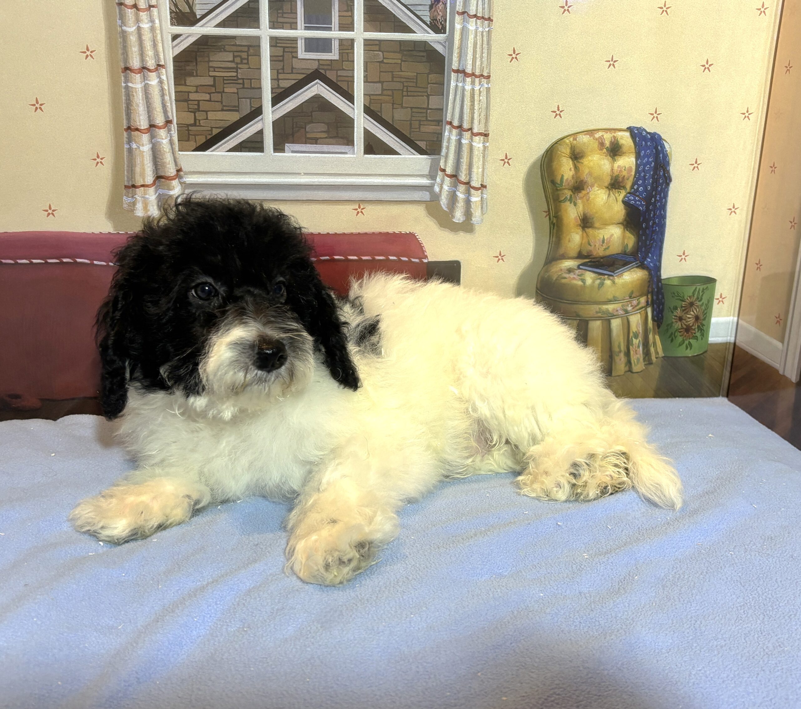 ZEUS – Miniature Schnoodle $2300