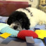 ZEUS – Miniature Schnoodle $2300