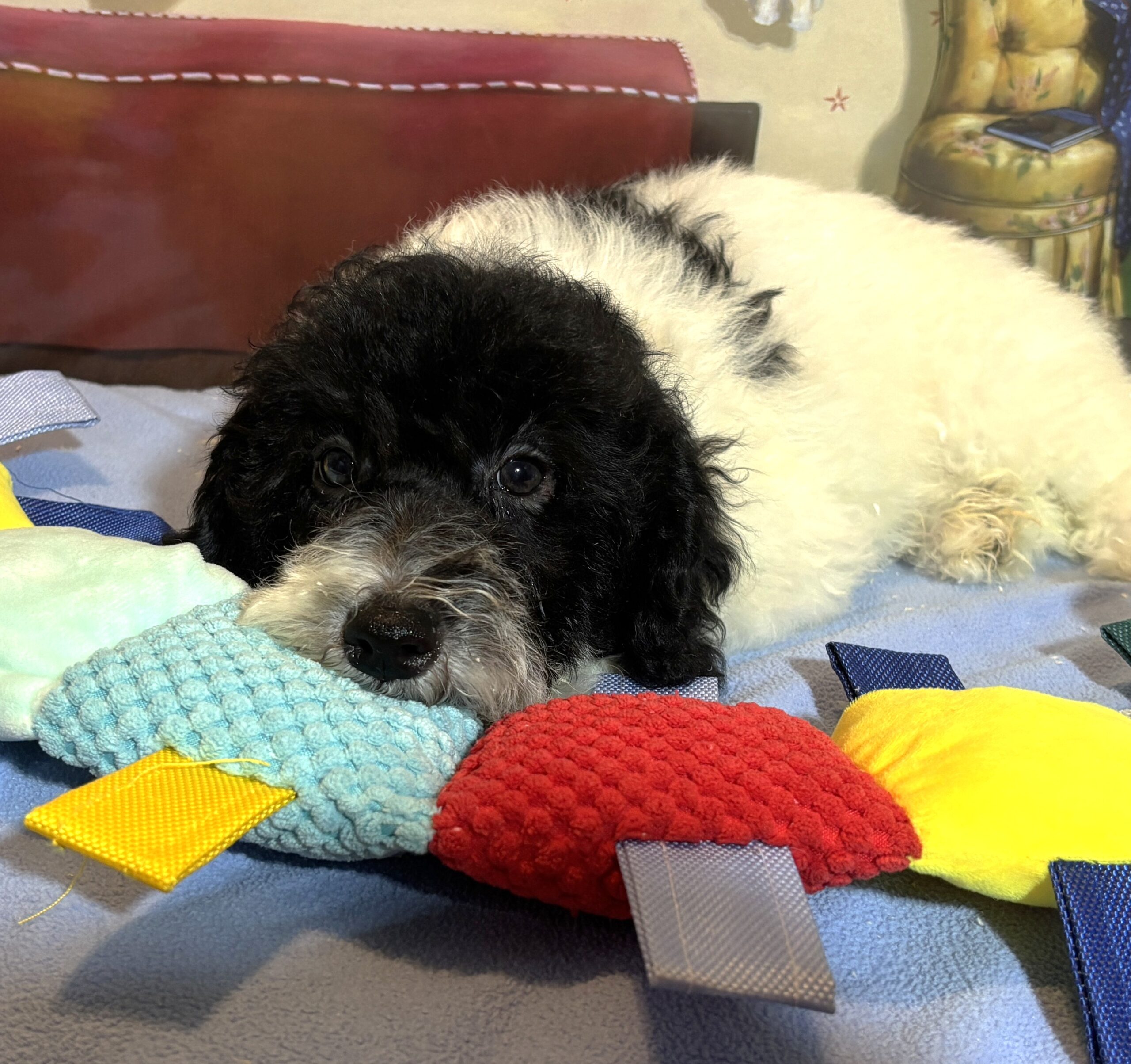 ZEUS – Miniature Schnoodle $2300