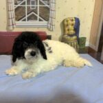 ZEUS – Miniature Schnoodle $2300
