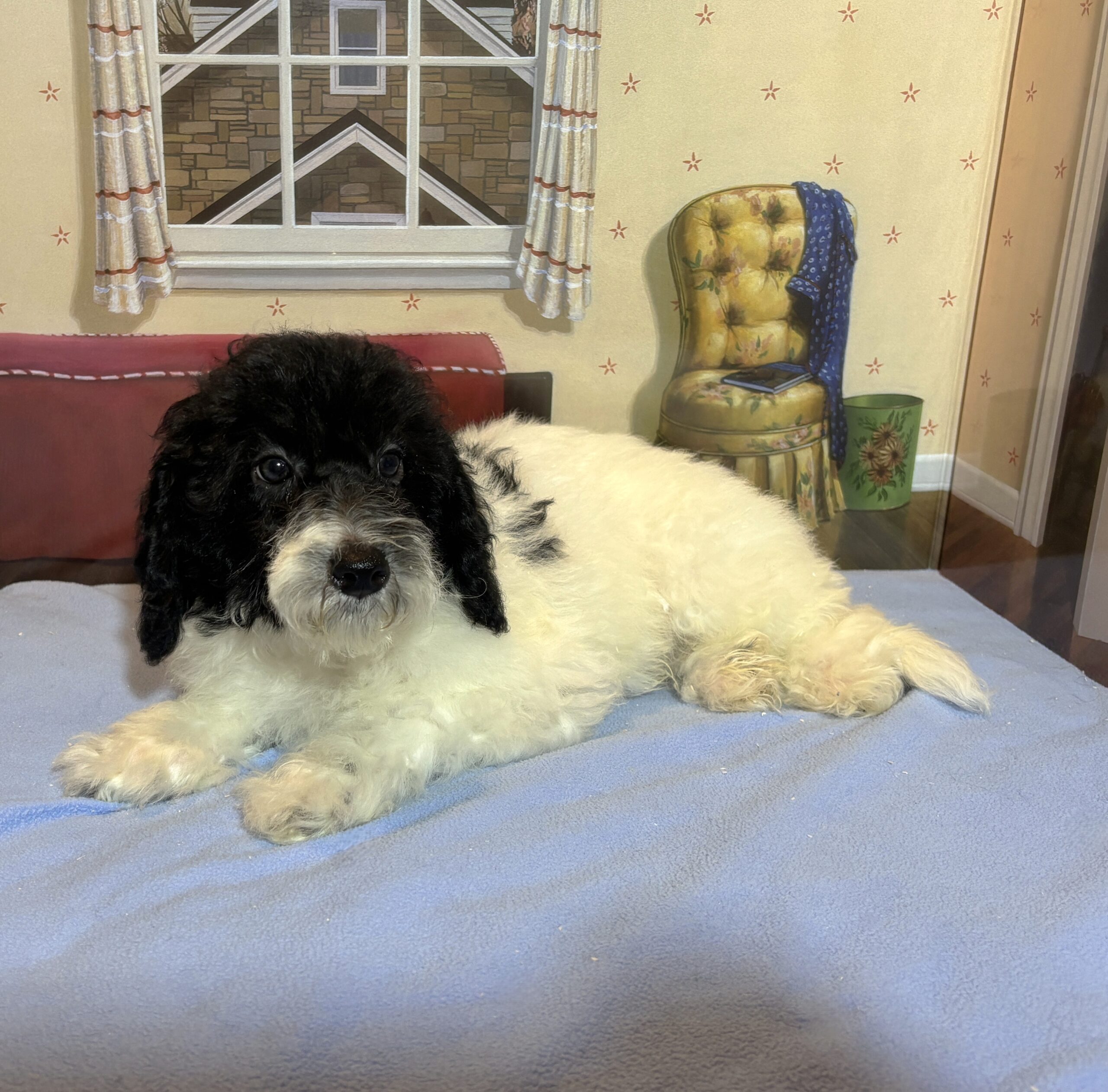 ZEUS – Miniature Schnoodle $2300