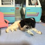ZEUS – Miniature Schnoodle NOW $2000