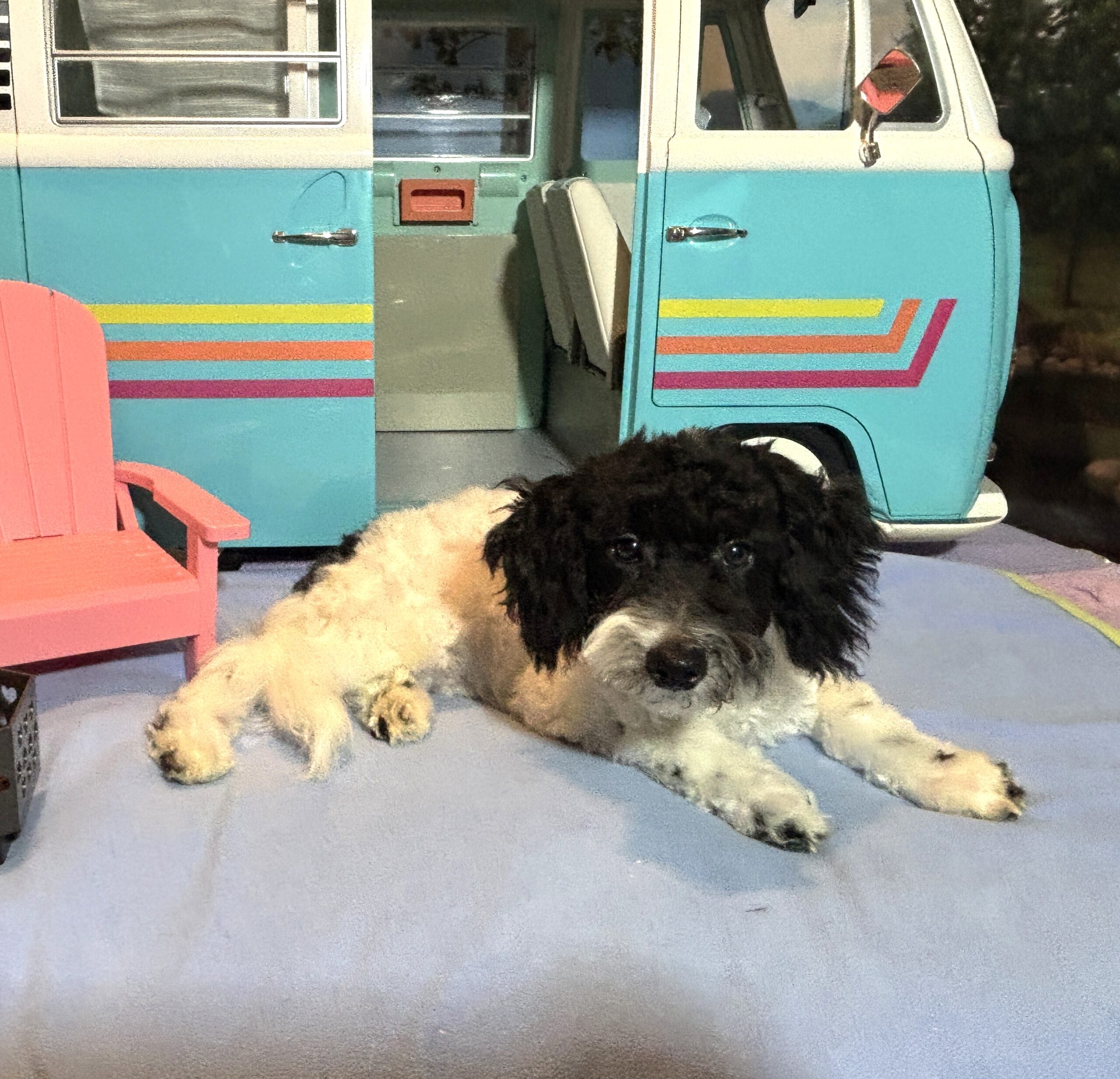 ZEUS – Miniature Schnoodle NOW $2000