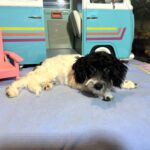 ZEUS – Miniature Schnoodle NOW $2000
