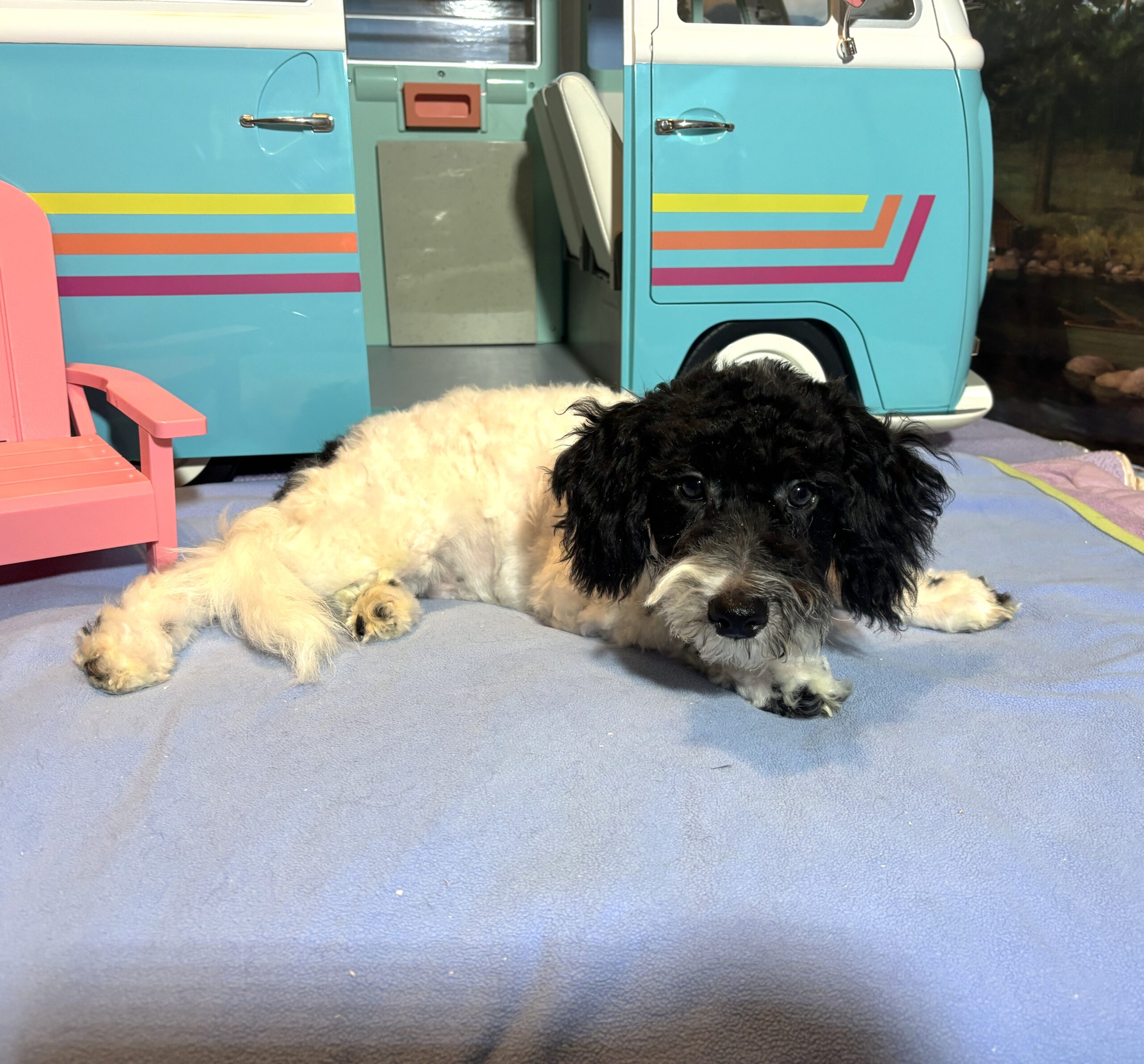 ZEUS – Miniature Schnoodle NOW $2000