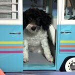 ZEUS – Miniature Schnoodle NOW $2000