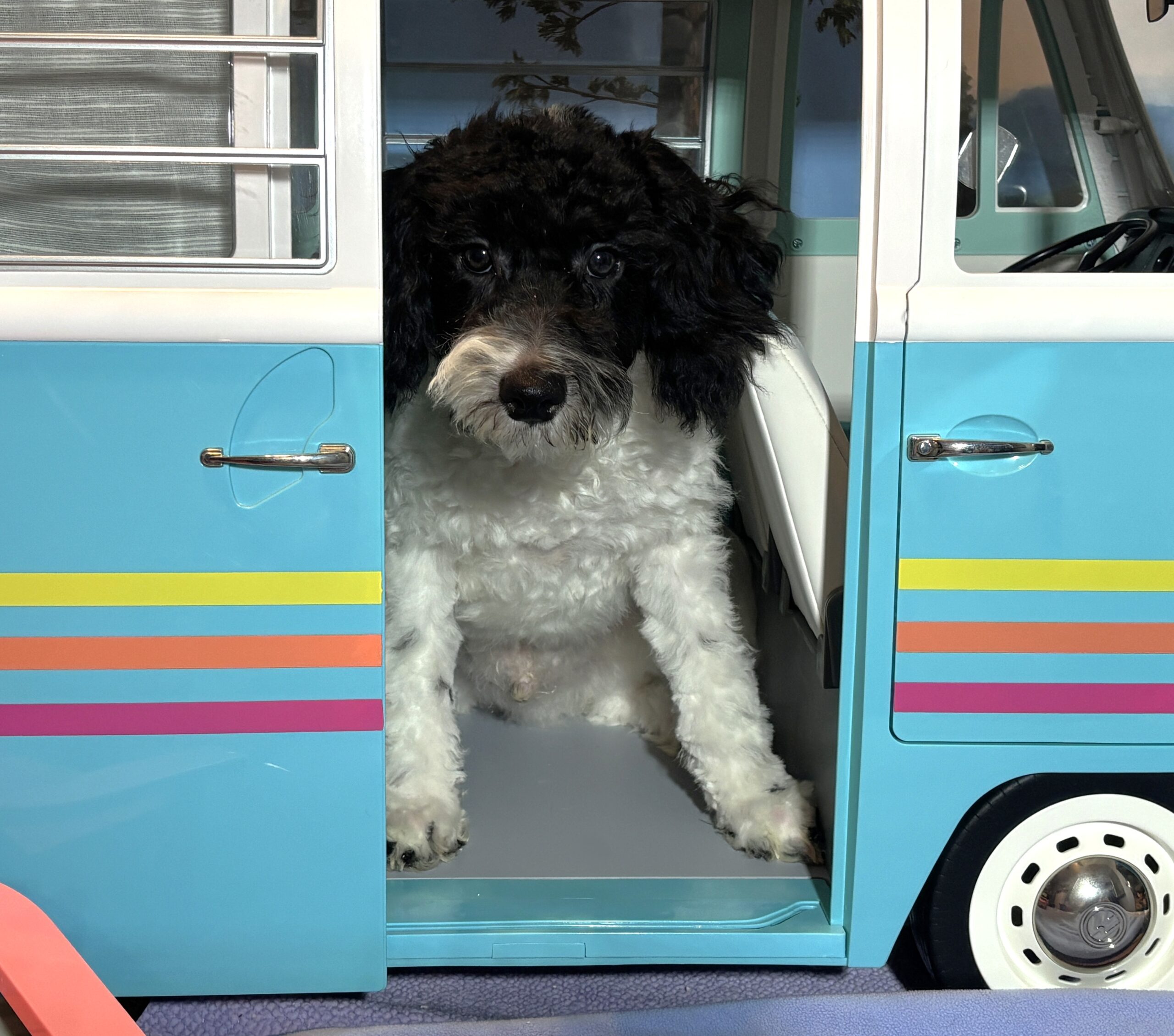 ZEUS – Miniature Schnoodle NOW $2000