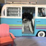 ZEUS – Miniature Schnoodle NOW $2000