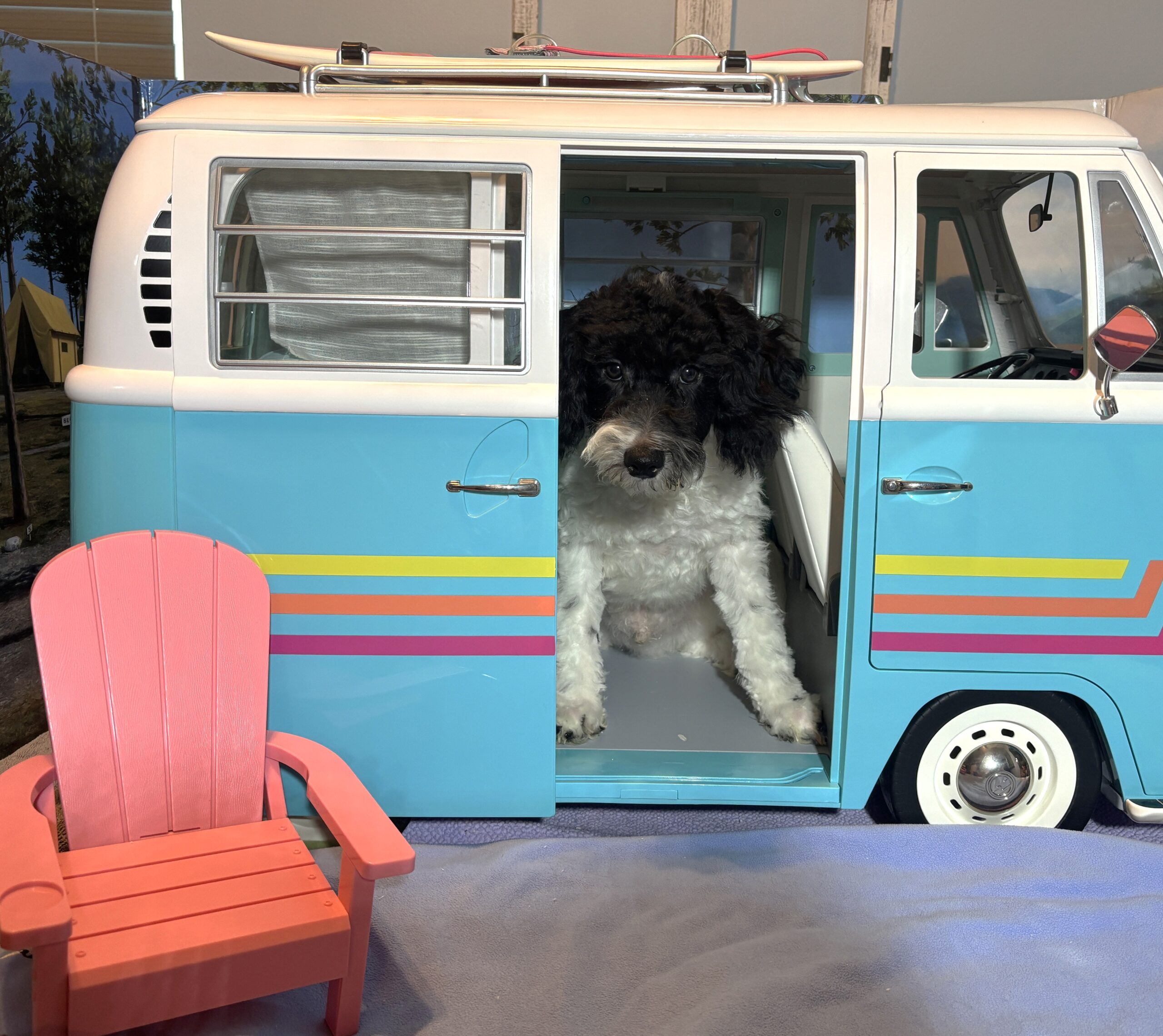 ZEUS – Miniature Schnoodle NOW $2000