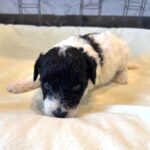 ZEUS – Miniature Schnoodle $2300