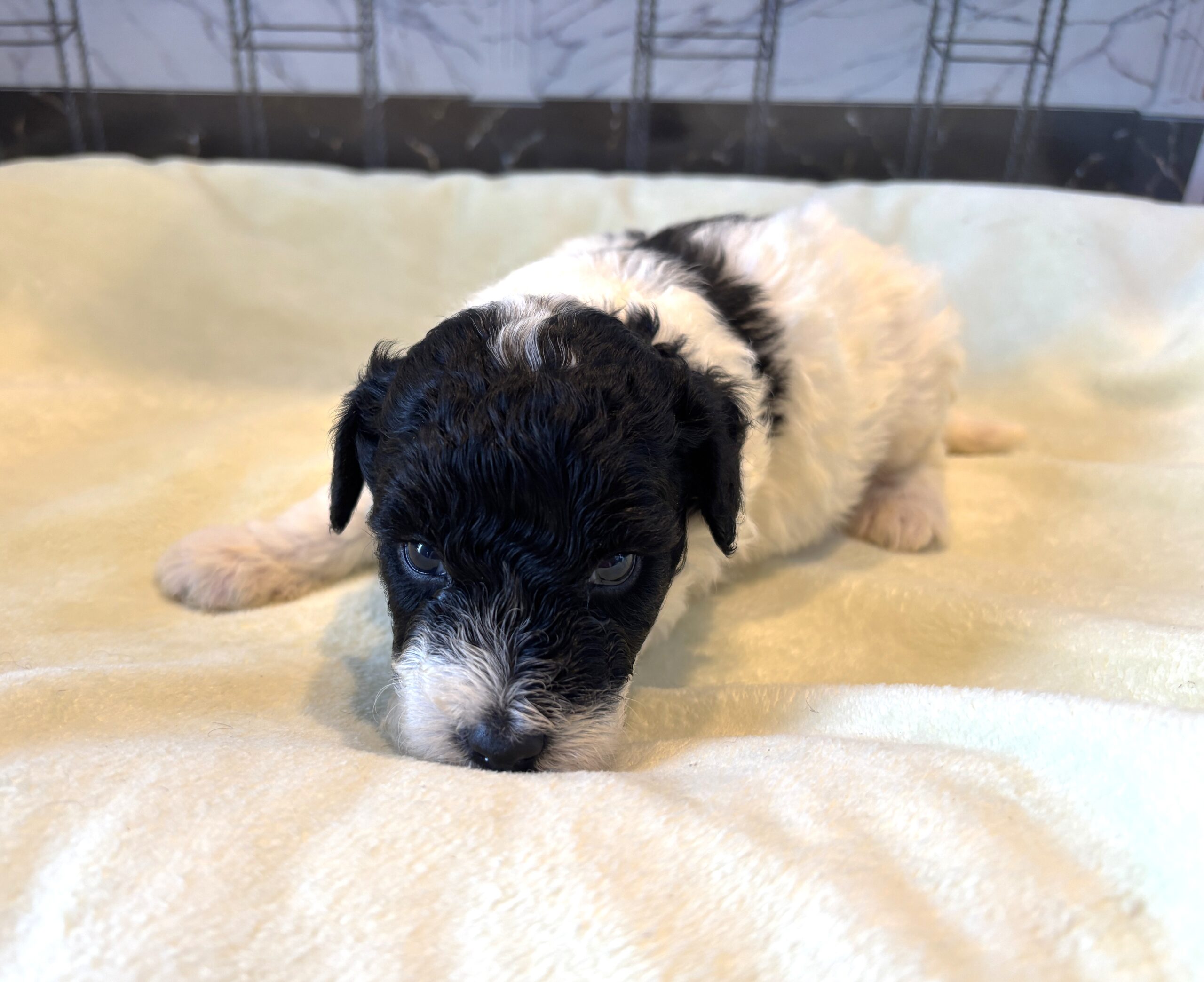 ZEUS – Miniature Schnoodle $2300