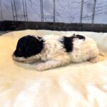 ZEUS – Miniature Schnoodle $2300