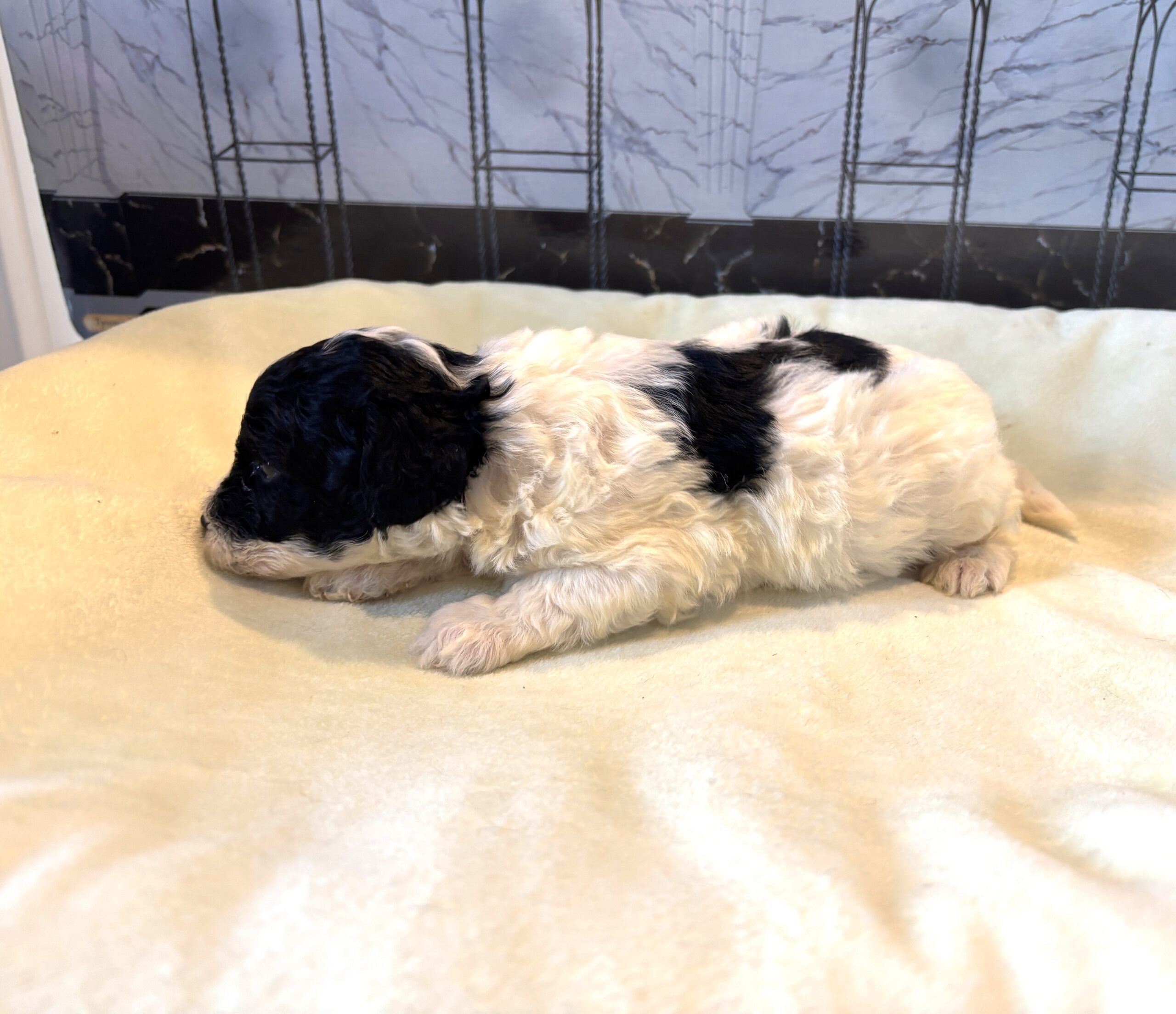 ZEUS – Miniature Schnoodle $2300