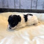 ZEUS – Miniature Schnoodle $2300