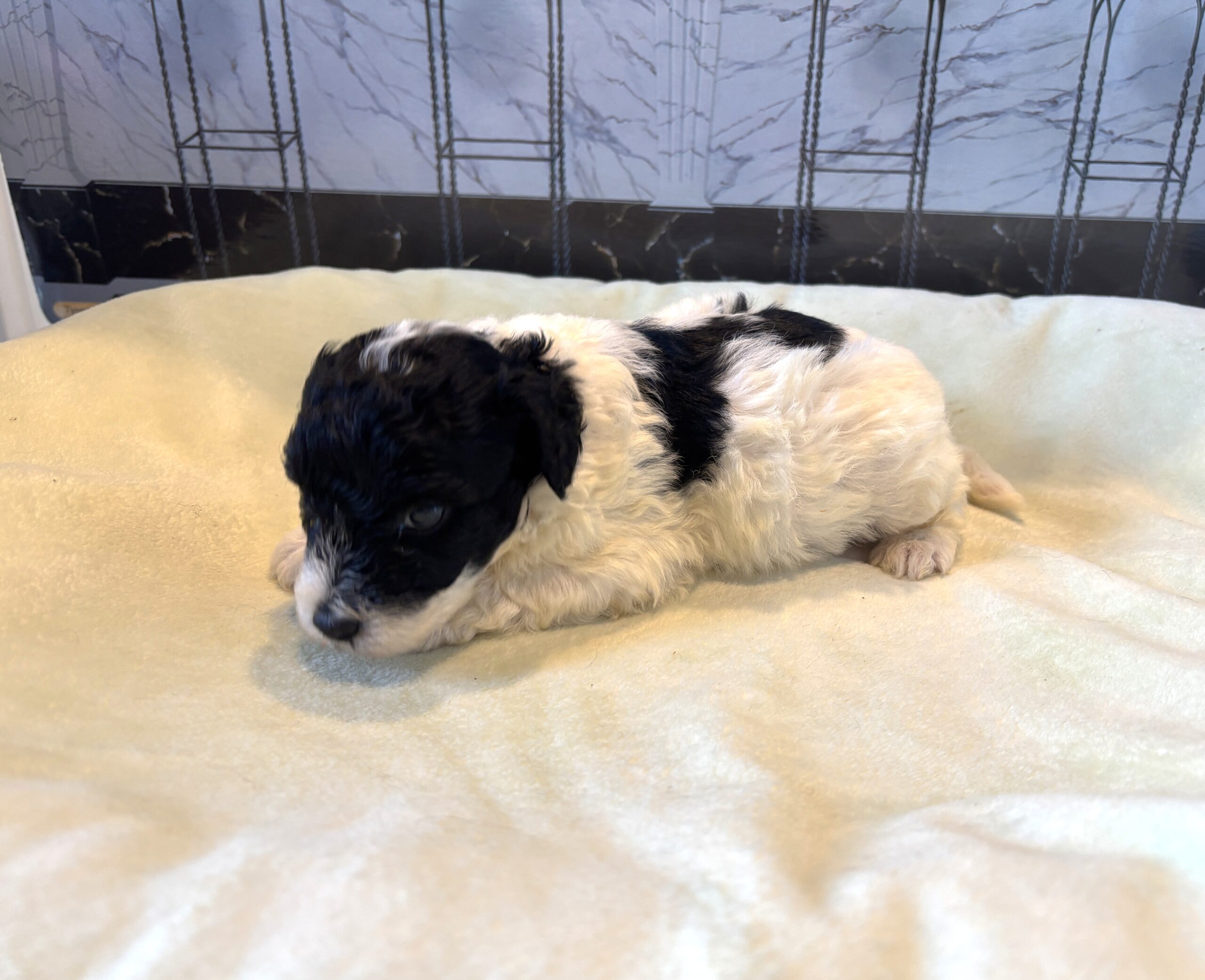 ZEUS – Miniature Schnoodle $2300