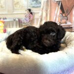 ARISTOTLE – Schnoodle $2300