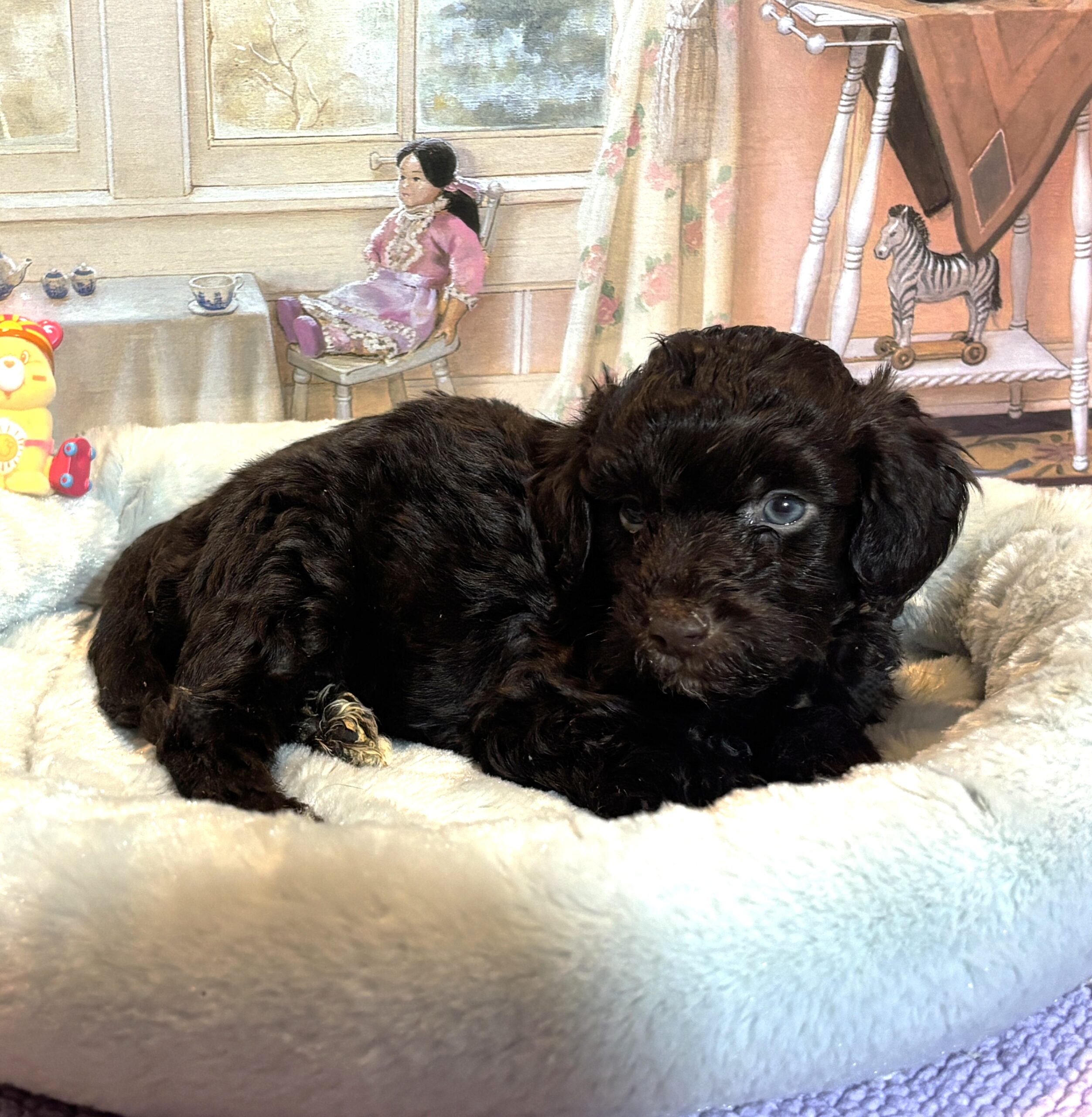 ARISTOTLE – Schnoodle $2300