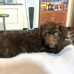 ARISTOTLE – Schnoodle $2100