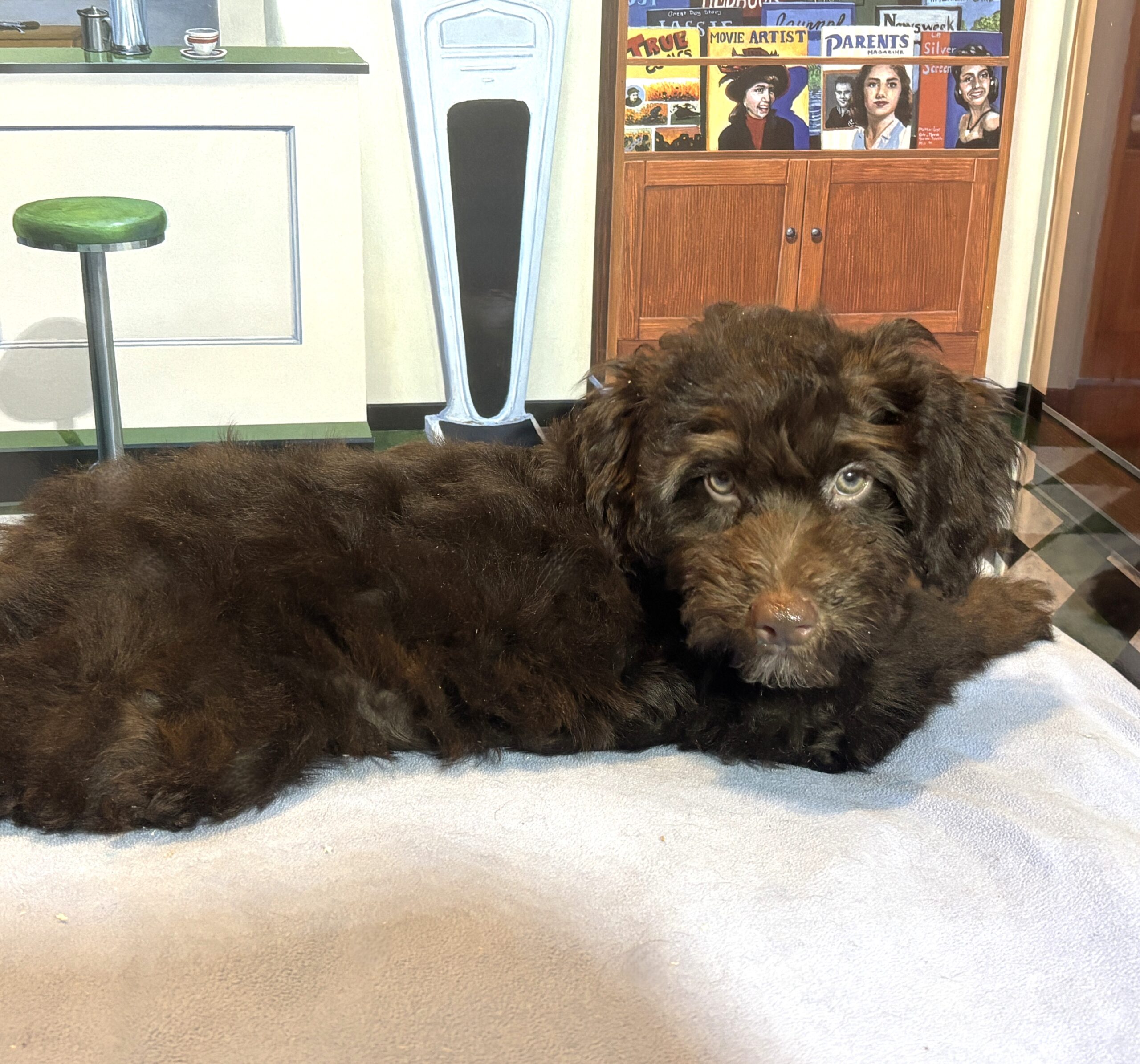 ARISTOTLE – Schnoodle $2100