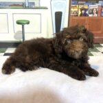 ARISTOTLE – Schnoodle $2100
