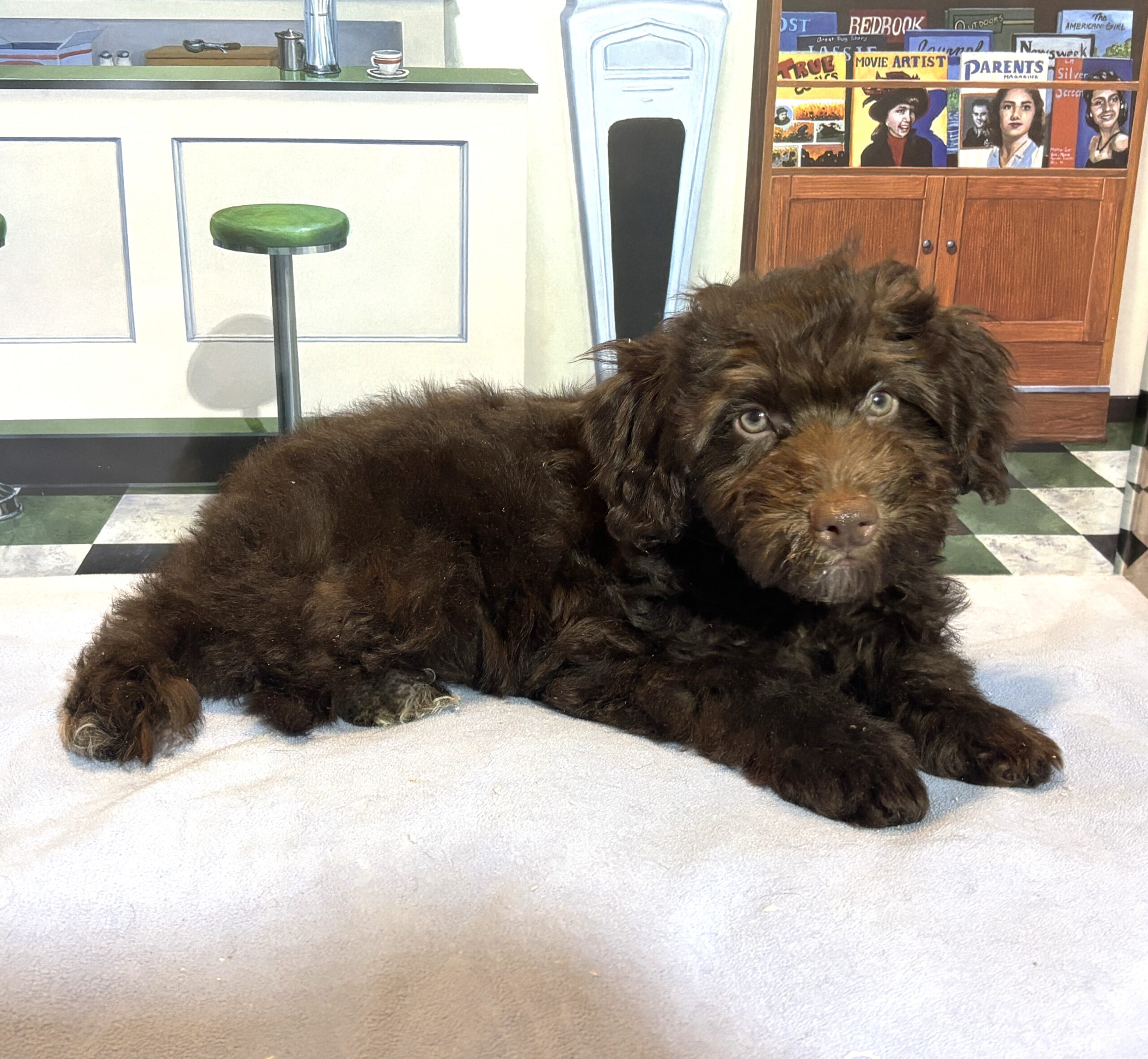 ARISTOTLE – Schnoodle $2100