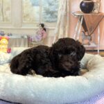 ARISTOTLE – Schnoodle $2300